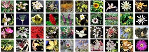 Australian bush flower essences by ian white. Homeopathy Supplies Ireland