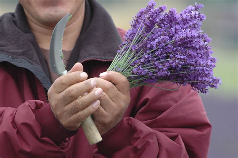 Aber wann blüht lavendel eigentlich? Lavendel ernten » Wann ist der beste Zeitpunkt?