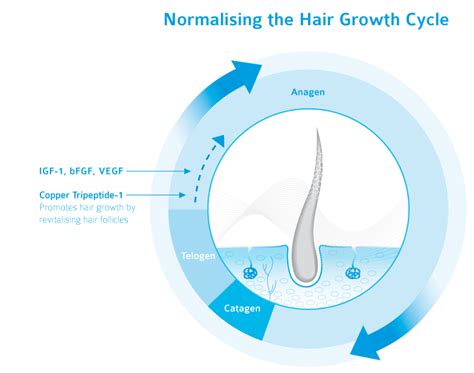 The anagen phase is generally longer in people of asian descent, and can last as much as 7 years — meaning your hair may be able to grow up to 3 feet long! Hair Growth Cycle | Skinlabs Medical