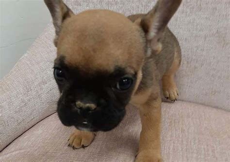 Lexus the French Bulldog $̶2̶,̶4̶0̶0̶ $1,800 - Top Dog Puppies