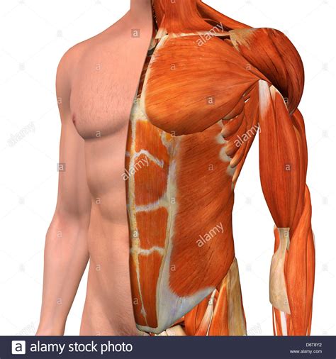 You will feel the stretch on the inside of your groin. Chest Muscle Anatomy Diagram : Male Arm And Chest Muscles ...