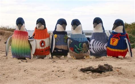 The garments also prevented the penguins thanks to alfie and thousands of other knitters from around the world, victoria's phillip island penguin foundation was overwhelmed with cozy jumpers. Australia's Oldest Man Knits Tiny Adorable Jumpers For ...