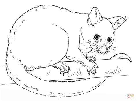 For shading cheeks and colouring centres of the flowers. Common Brushtail Possum coloring page | Free Printable ...