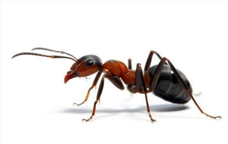 El café, por su olor tan peculiar, también atrae a las hormigas y acaba con ellas de forma rápida. Cómo acabar con las hormigas en casa - Paperblog