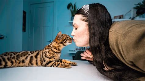 Rising sun kittens and cats are the sole property of rising sun bengals and should be considered as such until the cat or kitten is in possession of the buyer and the ownership contract has been signed by both parties. LEARN THE CUTEST BENGAL CAT TRICK FAST!! - YouTube