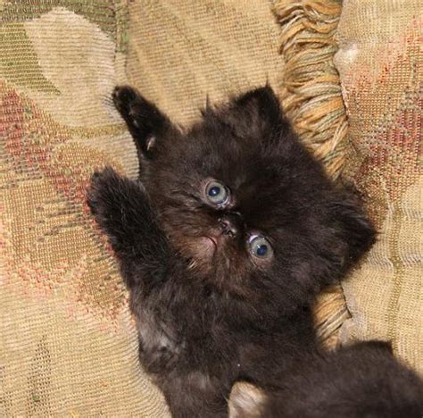 Some kittens are only £20, if you get them from a rescue place. Persian Kittens : Biological Science Picture Directory ...