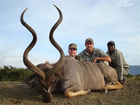 Sable antelope is, one of the african animals with horns. Free-Range Spiral Horn Hunting Safari