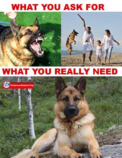 Instead of being jealous of your dog's pampered lifestyle, let's find out what kind of dog you would be! Don't ask for an aggressive dog when you want a Protection ...