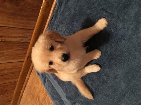 Premier golden retriever breeders for golden retriever puppies in four colors white cream, light blonde, caramel, and auburn. Golden Retriever puppy dog for sale in Crossville, Tennessee