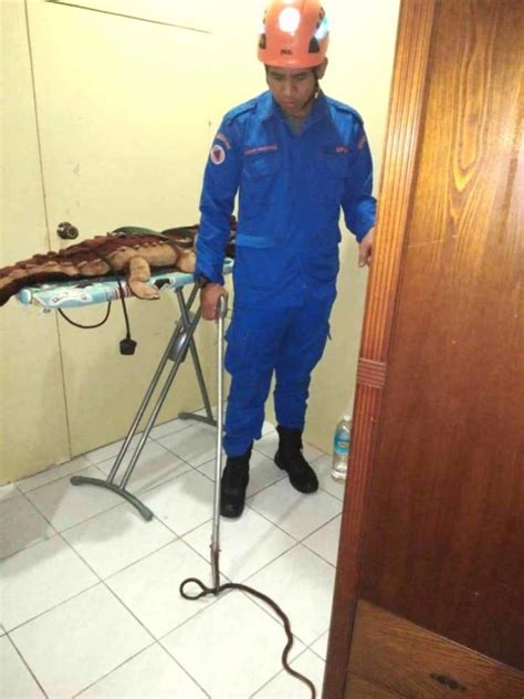 Comment must not exceed 1000 characters. Slithery intruder nabbed in woman's bedroom | DayakDaily