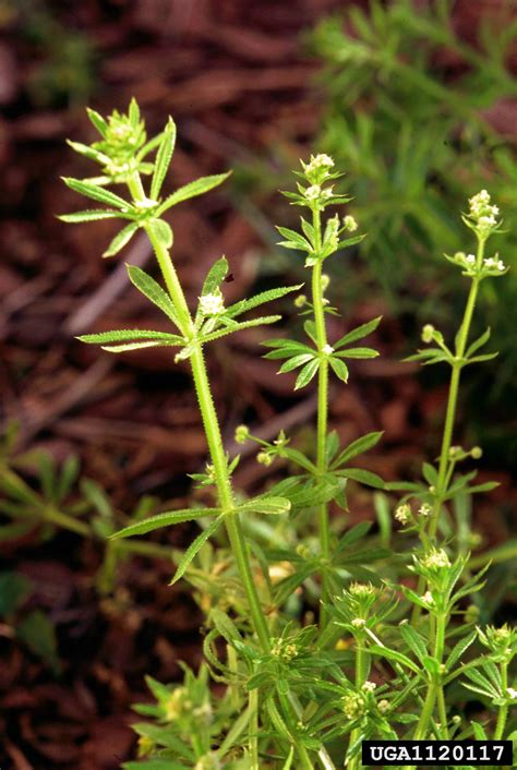 You can use this weed killer on a variety of different broadleaf plants without worrying about damaging the grass. Goosegrass Weed Control - Information About How To Kill Goosegrass