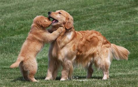 Golden retriever puppies are adorable and if you are buying one of your own, sometimes making a choice can be difficult. mi golden retriever breeder kokopelli goldens puppy and ...