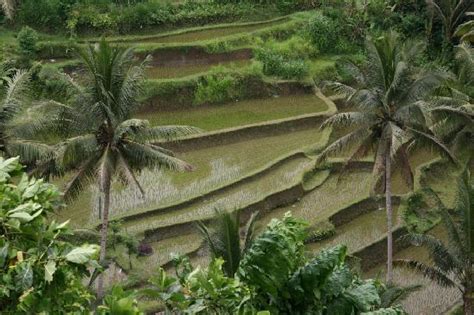 Ayam bertelur sebiji riuh sekampung maksud. Pantun Nasihat