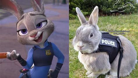 Some of them just babies. People Are in Love With This Rescue Rabbit in a Police ...