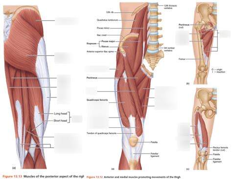 Unlabeled muscular system diagram unlabeled muscular system. Upper Leg Muscles Diagram