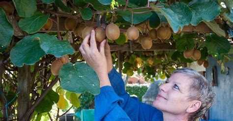 Es liegt hinaus dieser hand, unter einsatz von ihrer gartengröße zu planen. So schneiden Sie Kiwi richtig | Kiwi pflanzen, Garten ...