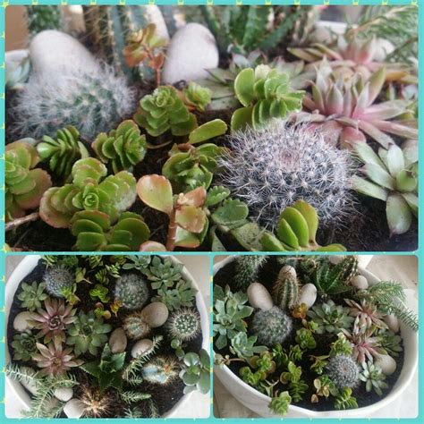 Another cactus and succulent potting mix that i love using for my succulent plants is the potting mix from repotme. Mix succulent&cactus for centrepiece | Succulents, Plants ...