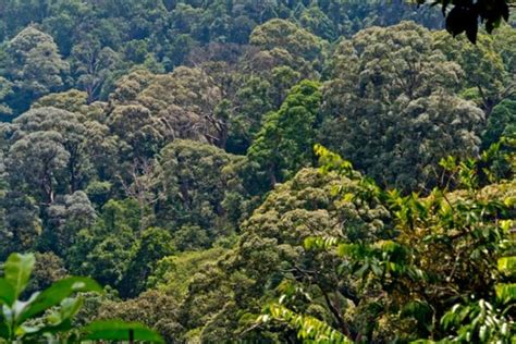 This forest is filled with tall trees such as kempas and sugar palms which makes majority of the hiking trails covered in shade. Gunung Pulai Johor: How To Apply Permit for 2019? - JB2SG ...