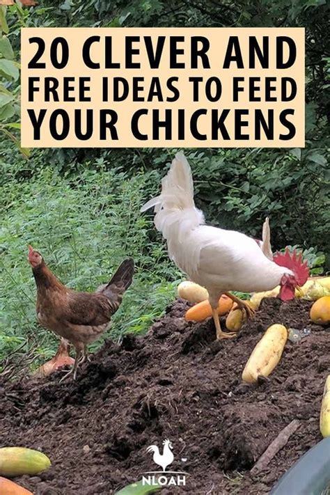 Chickens also are great for controlling pests, especially in the garden. 20 Clever and Free Ideas to Feed Your Chickens • New Life ...