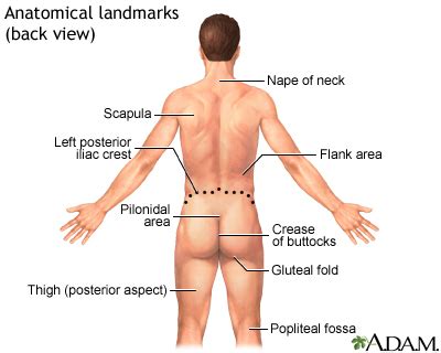 The left lumbar region is one of nine regions of the abdominal cavity, and it contains organs from both the digestive and excretory systems. Grab How To Tell Kidney Pain From Back Pain Information ...