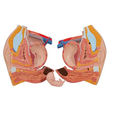 Take a picture of the torso model and label as many anatomical parts as you can! Torso Model Anatomy Labeled - Hand painted and ...