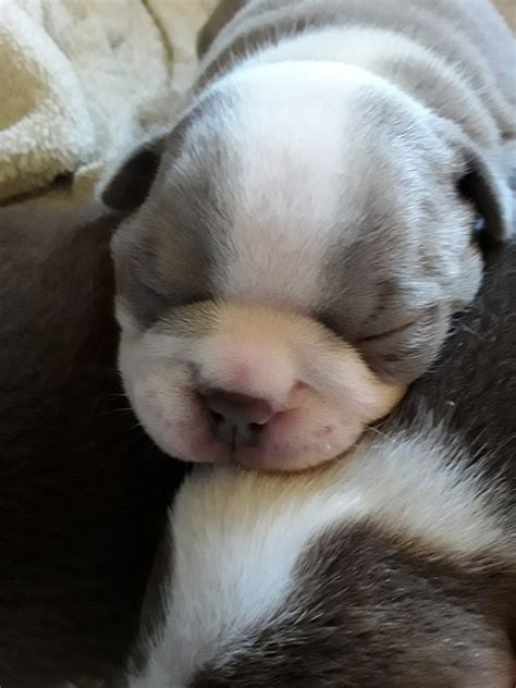 Some brindle boston terrier are perpetual puppies, always asking for a game, they also want to hang out and feel you as a companion. Boston Terrier Puppies For Sale | Dallas, NC #320465
