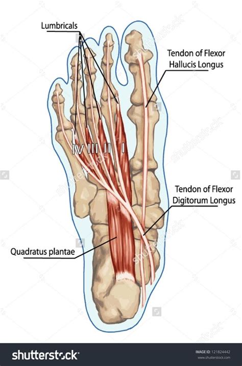 These tendons help the flexor muscles to stabilize your toes. Anatomy Of Leg And Foot Lubricals Anatomy Of Leg And Foot ...