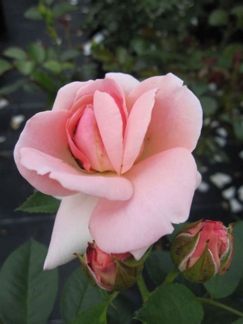 Poulsen's son dines poulsen was sent abroad and for several years worked for peter lambert, the largest rose breeder of the day, in trier in germany. Strauchrose Astrid Lindgren® Rosa Astrid Lindgren® rosa ...