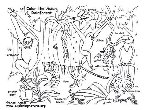 Free printable drawing practice pages for kids themed on five threatened or endangered animals of the rainforests. Color and Learn About Habitats on Exploringnature.org ...