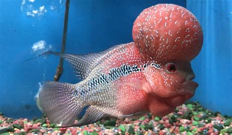 Goldin may not be the best asset in the battle of pokémon. Tips to Grow Massive Flowerhorn Kok | Growing, Fish, This ...