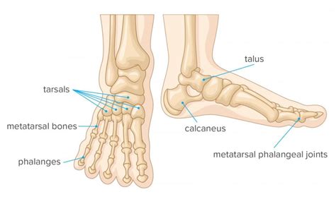 Pada saat itu, yang terasa sakit adalah jari kaki secara keseluruhan. Kenali Fungsi Tulang Jari Kaki dan Masalah Kesehatannya ...