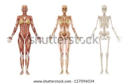 Zygote body is a free online 3d anatomy atlas. Series Overlays Depicting Internal Organs Skeleton Stock Illustration 71762401 - Shutterstock