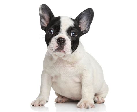 Couldn't have picked a better breeder. Stockholm Fashion - French Bulldog Houston | Houston ...
