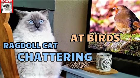 Chattering and Chirping Ragdoll Cat | Watching Birds in ...
