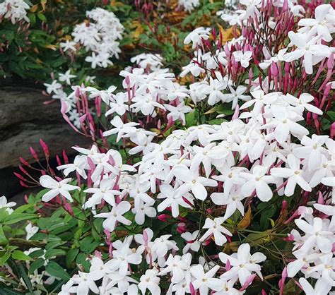 Wisteria flowers produce a sweet pleasant smell during the blooming period. Who can resist that sweet intoxicating smell of jasmine ...