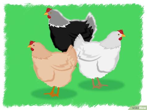 Pernahkah kamu mendengar suara ayam jago yang berkokok di tengah malam? Tanda Ada Suara Anak Ayam Tengah Malam - Berbagai Suara