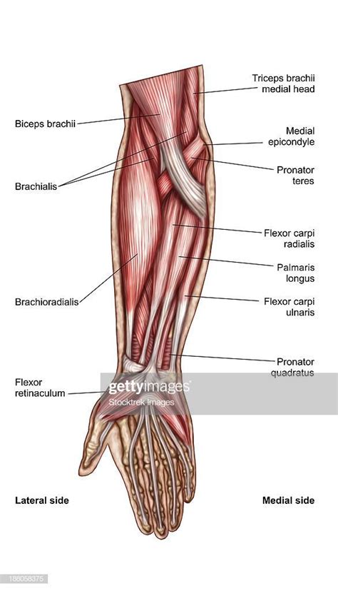 Human body anatomy muscles human anatomy human muscle anatomy for. Stock Illustration : Anatomy of human forearm muscles, superficial anterior view. Printable wall ...