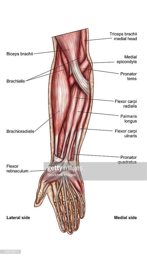 Attached to the bones of these muscles become very easy to identify once you know the names of the bones that they are. Stock Illustration : Anatomy of human forearm muscles, superficial anterior view. Printable wall ...