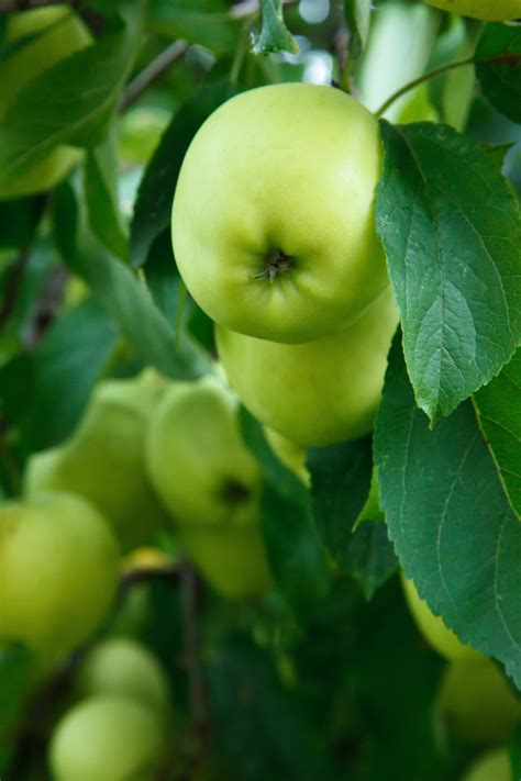 Green Apple on Tree - Download hd wallpapers
