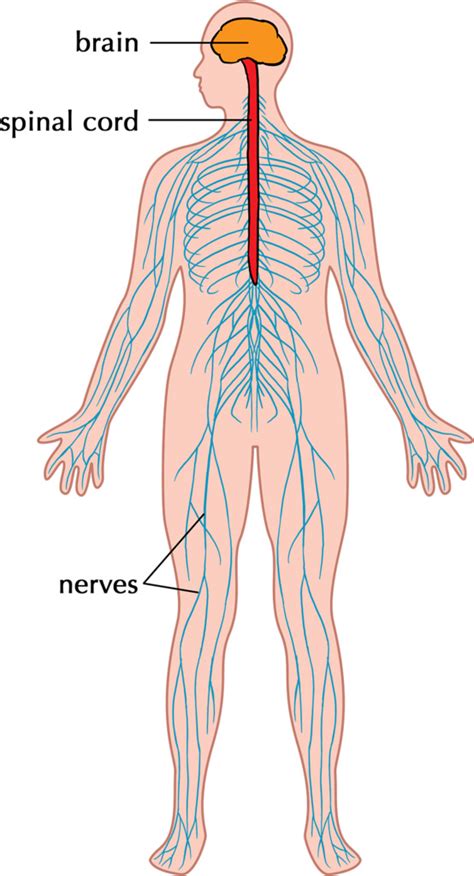 The human nervous system can be conveniently subdivided into two divisions: How the peripheral nervous system influences recovery ...