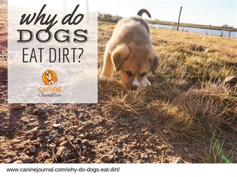 Apr 01, 2020 · however, if eating dirt has become a habit that needs to be broken, here are several strategies to try: Why Do Dogs Eat Dirt? (Is It An Unhealthy Habit?) | Dog ...