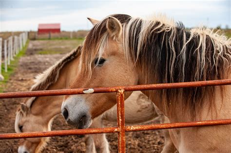 Share slamdakota death fest 2021 with your friends. Meet Our Horses | HorsePower | Sioux Falls, SD