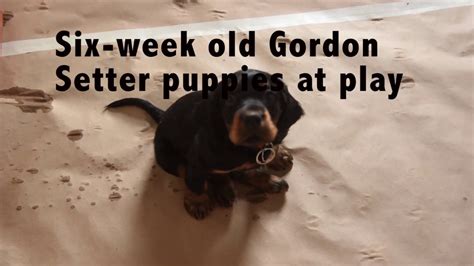 We are located in croswell mi. Gordon Setter puppies: Six-Weeks old - YouTube