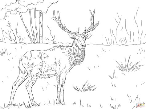 Elk color page, free animal coloring pages. Free Printable Elk Coloring Pages - Coloring Home