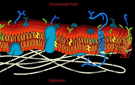 This cell membrane function has three results: when Glycoproteins In The Cell Membrane located in the ...