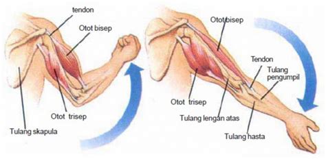 Pembesaran atau pembengkakan yang tidak biasa tumor, pendarahan (hemorrhage), rasa sakit dan/atau tukak lambung/ulceration. Jaringan.otot Dibagi Menjadi 3 Yaitu : Tiga Jenis Otot ...