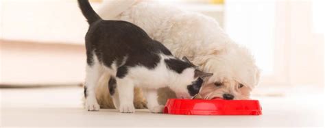 Or is there hope for a truce between the members of the feline and canine species? Can Dogs Eat Cat Food? | Get the Answers Right Here