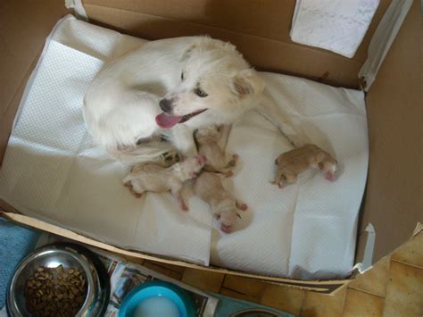 Adozione > veneto gatti in adozione eventi ricerco cucciolo archivio offro stallo ricerco stallo altri cuccioli. Regalo cuccioli di cane meticci taglia media | Petpassion