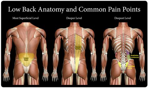 It also manages to elicit greater activation of the lower back stabilizer muscles with minimal spinal compression. Low Back Pain - Aberle Chiropractic Clinic