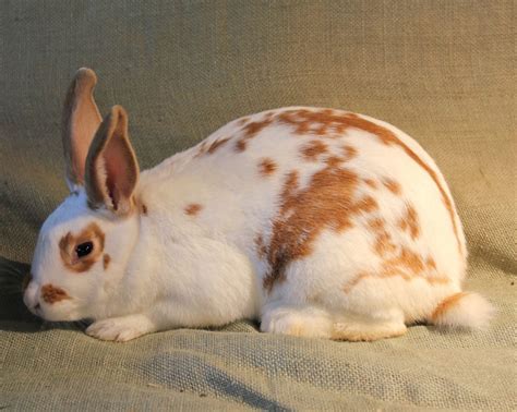 The breed originated in california, possibly from rabbits imported from new zealand. Are New Zealand rabbits good pets? - Learn Natural Farming